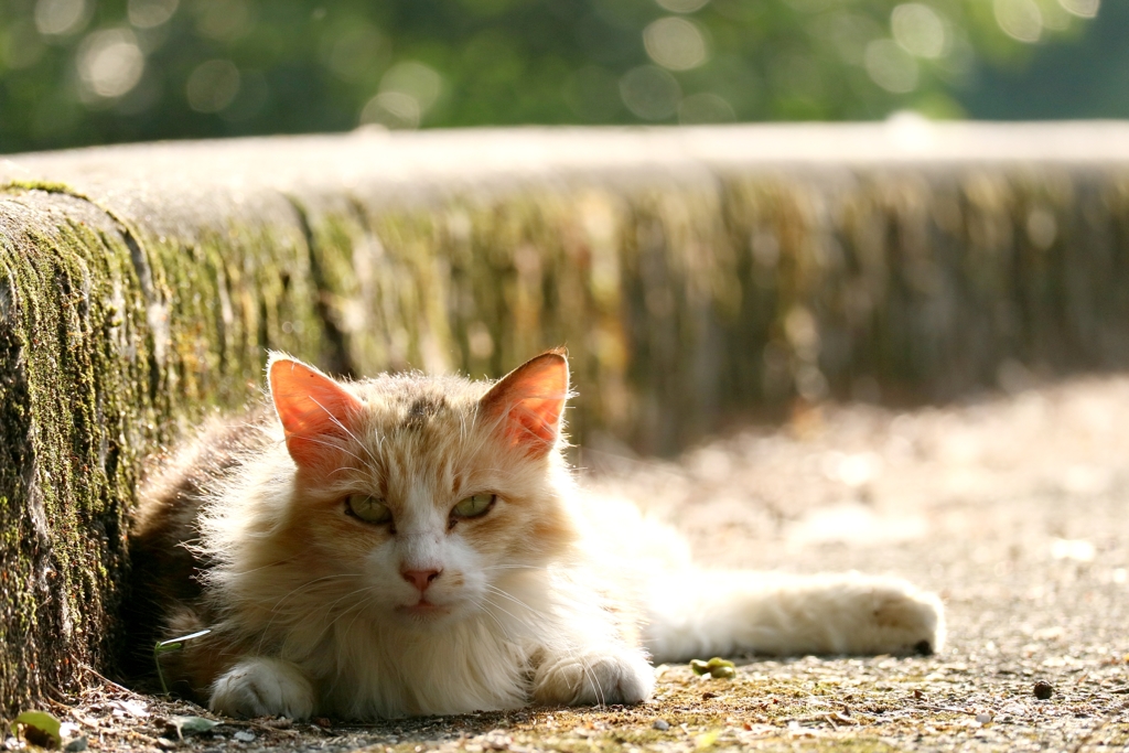 とみすやまさん