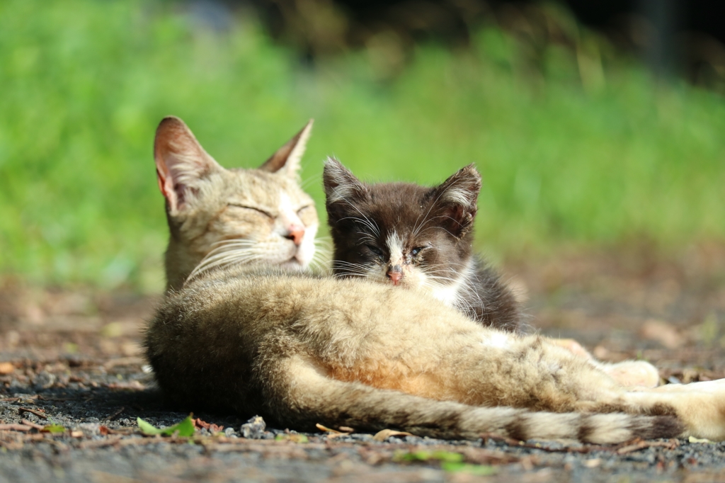 ガーディアンちゃん