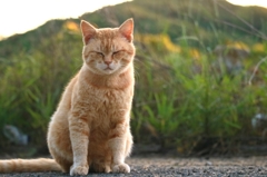 最近弟子をとった