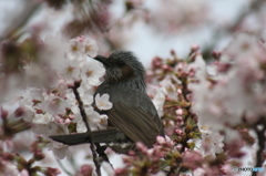 ヒヨドリと桜