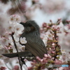 ヒヨドリと桜