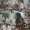 花見