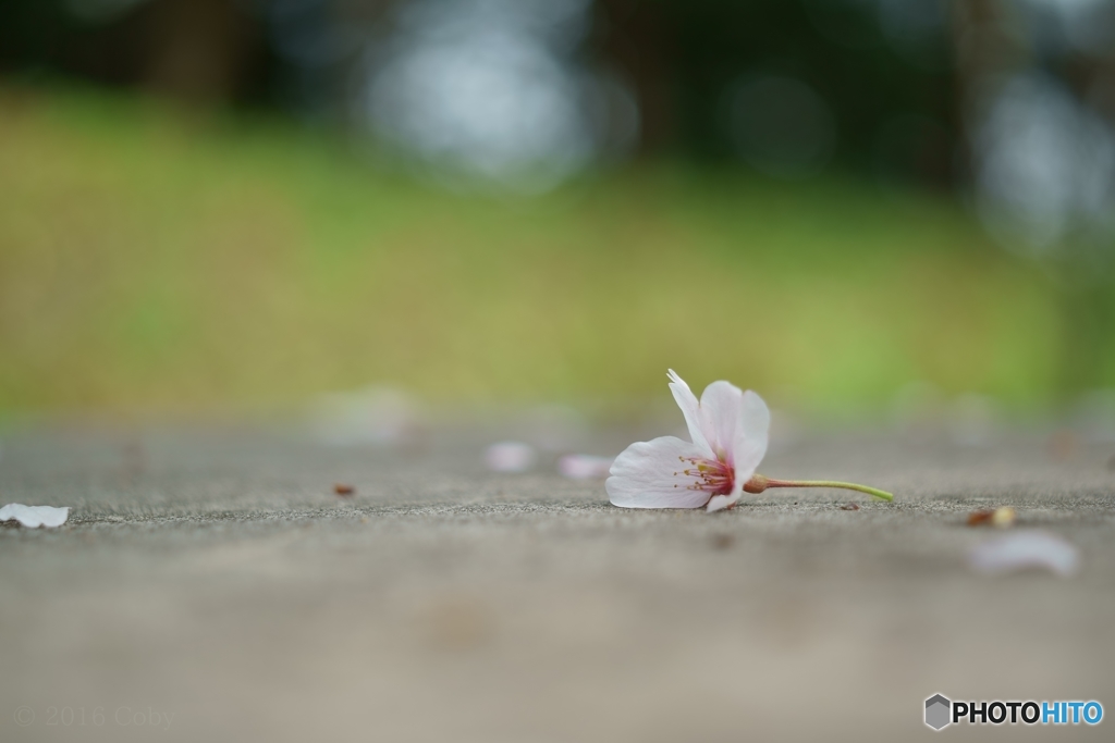 sakura