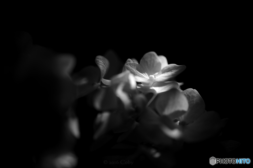 DSC_5878_bw