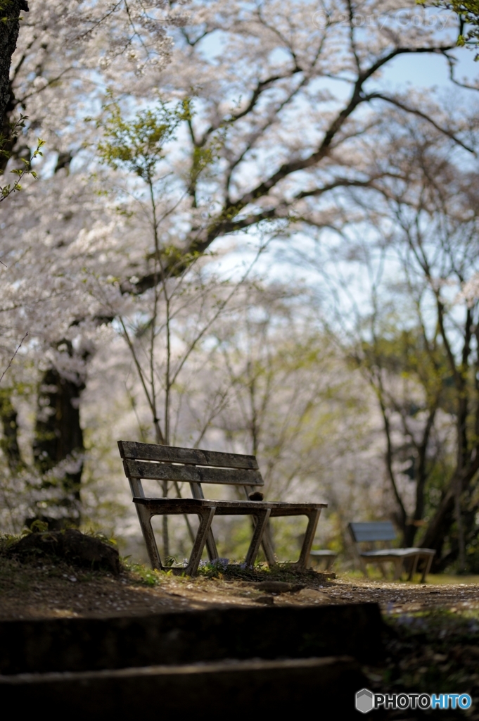 春、ベンチ・・・　1