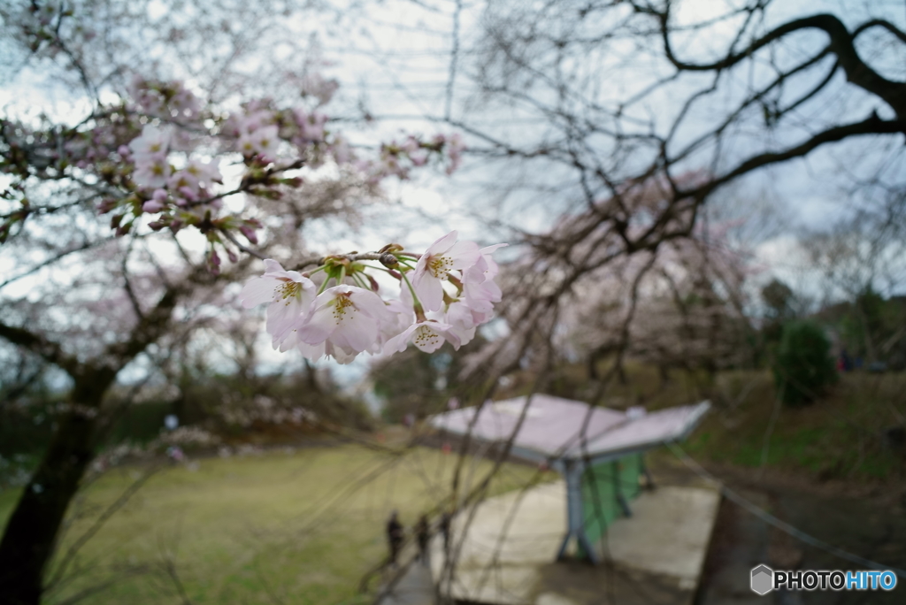 sakura