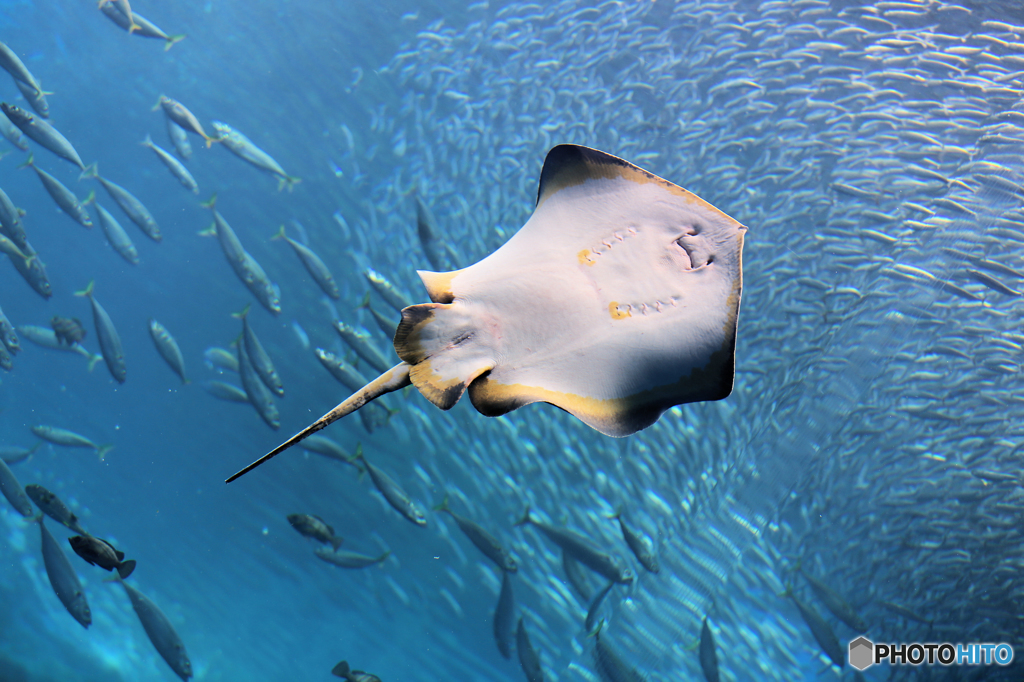 仙台うみの杜水族館1