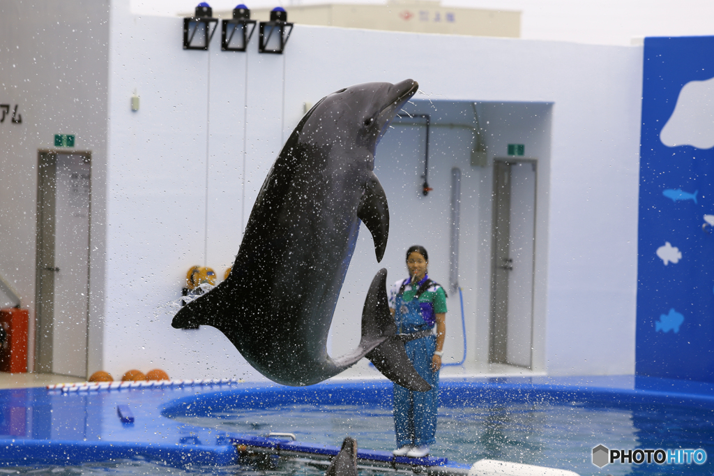 仙台うみの杜水族館2