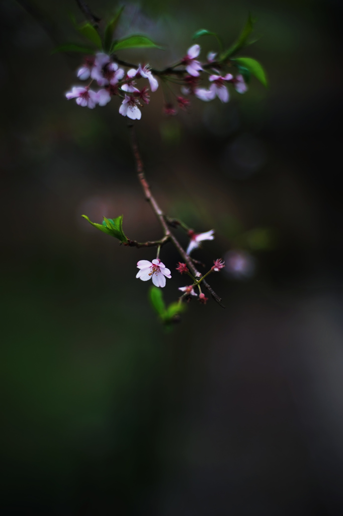 桜花