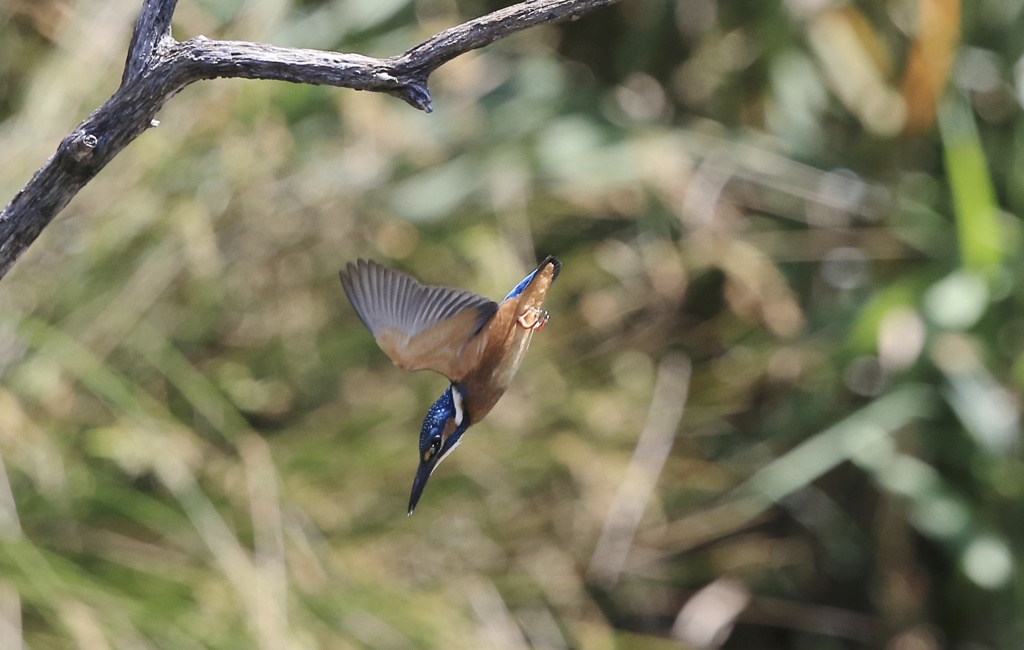 翡翠　七夕月１５−１