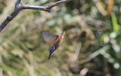 翡翠　七夕月１５−１