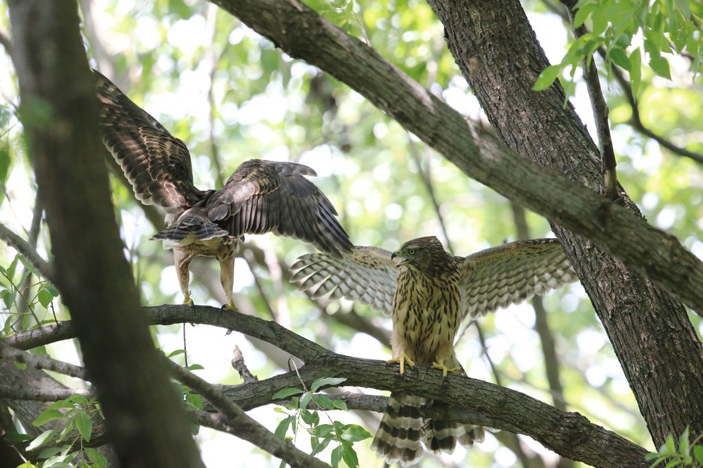 七夕月１９−７