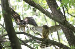 七夕月１９−７