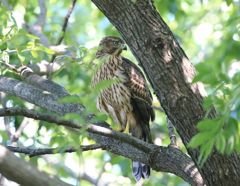 七夕月１９−９