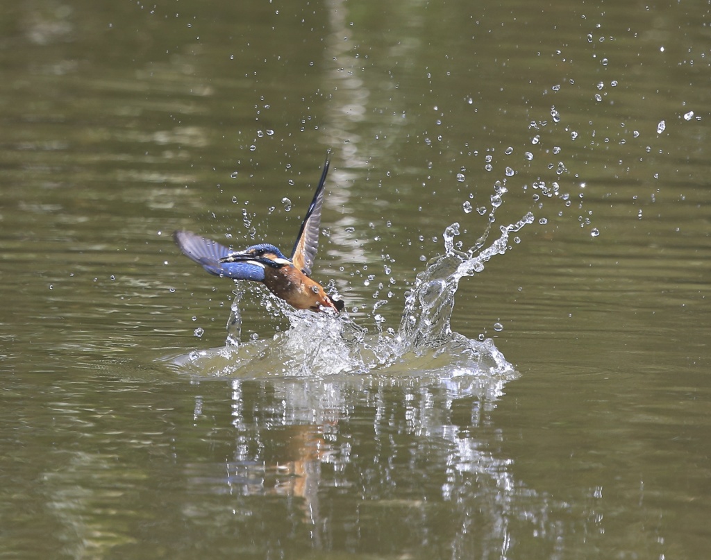翡翠　七夕月　１５−２