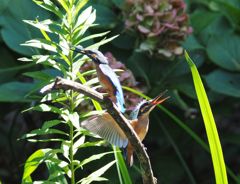 木染月０６−３