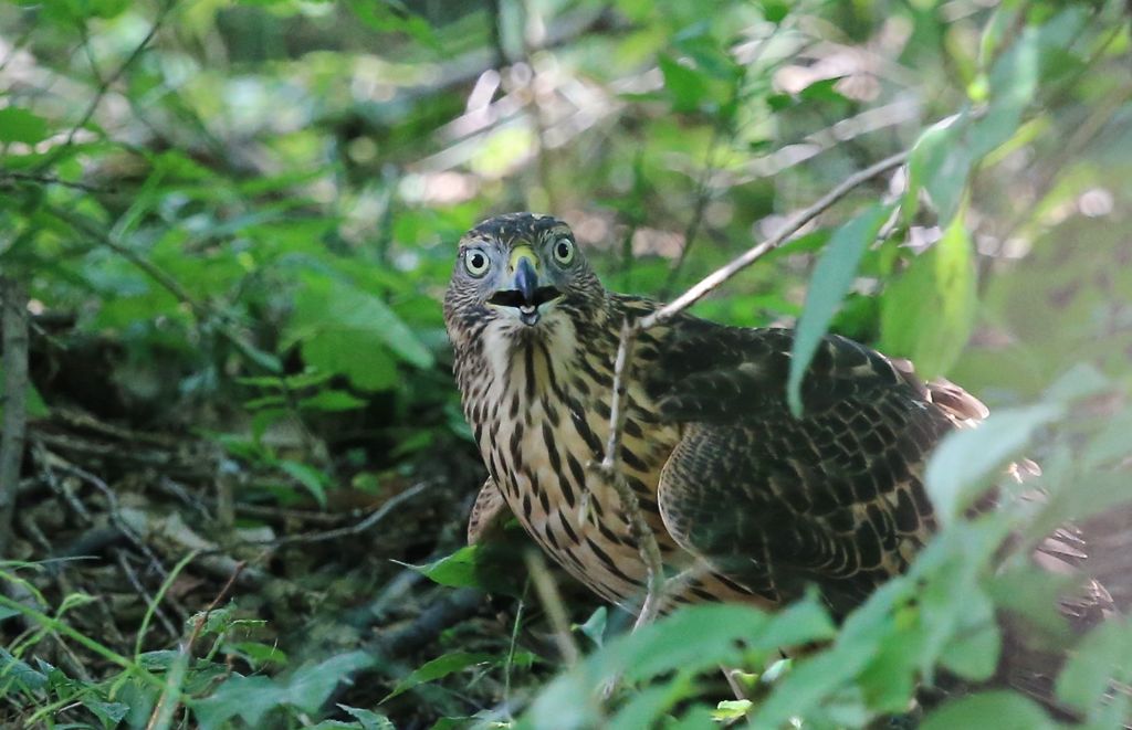 七夕月１９−５