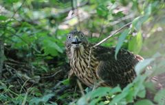 七夕月１９−５