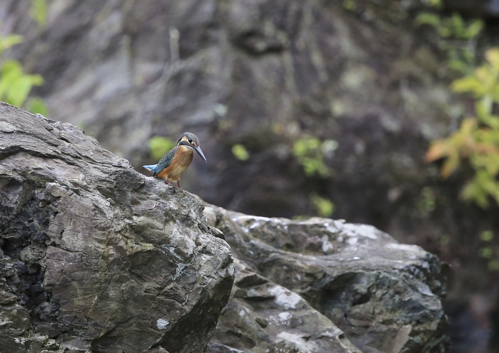 翡翠　七夕月２３