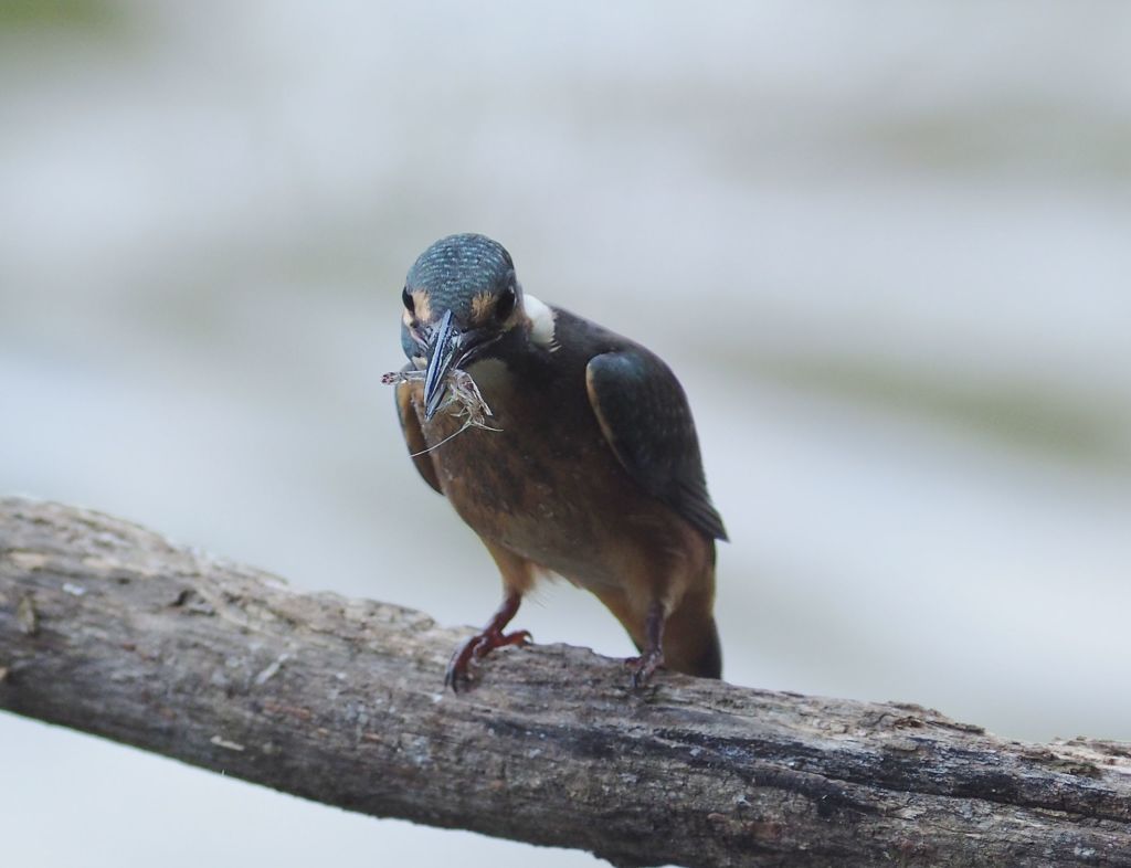 七夕月２４−４