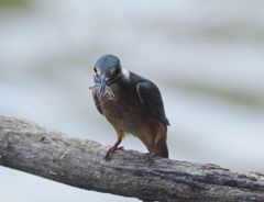 七夕月２４−４