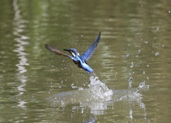 翡翠　七夕月１５−４