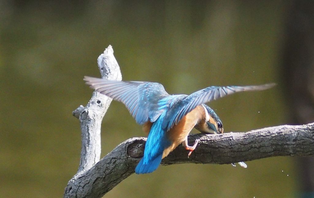 七夕月２４−１