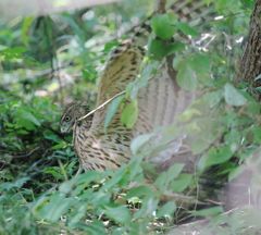 七夕月１９−６