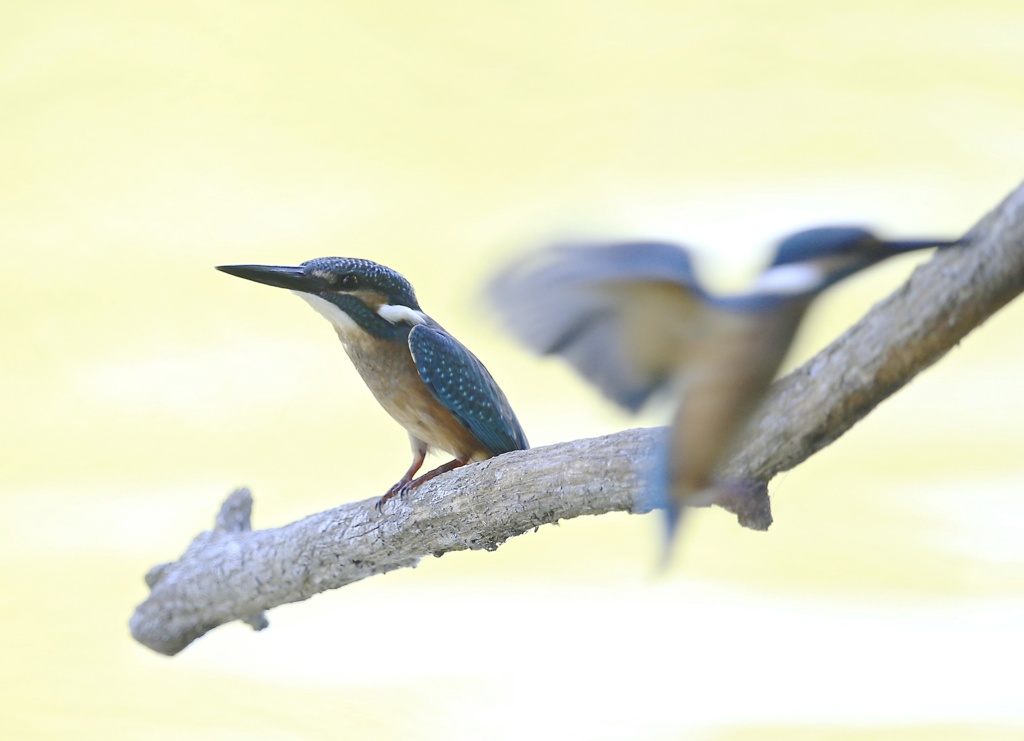 七夕月２２−１