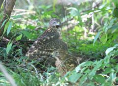 七夕月１９−３