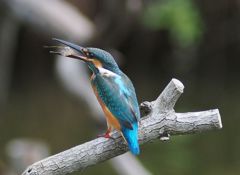 七夕月２３−２