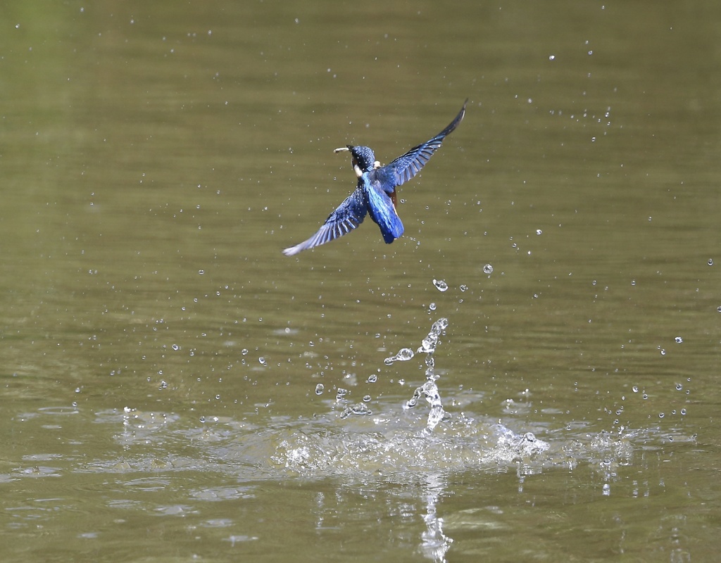 翡翠　七夕月１５−３