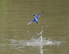 翡翠　七夕月１５−３