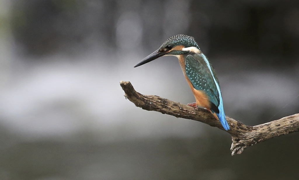 翡翠　七夕月１８