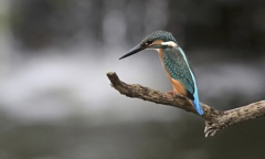 翡翠　七夕月１８