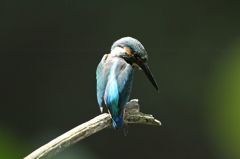 木染月１１−１