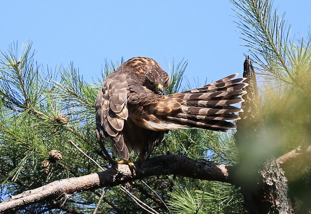 七夕月１９−１０