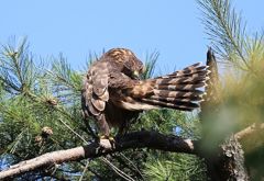 七夕月１９−１０