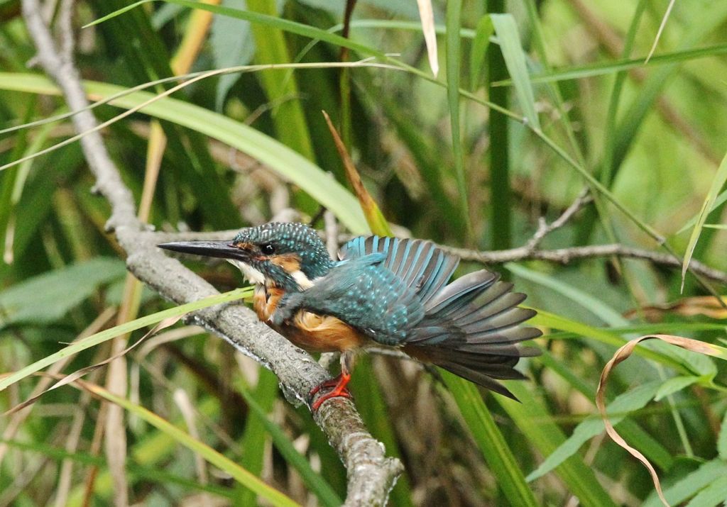 木染月１８−２