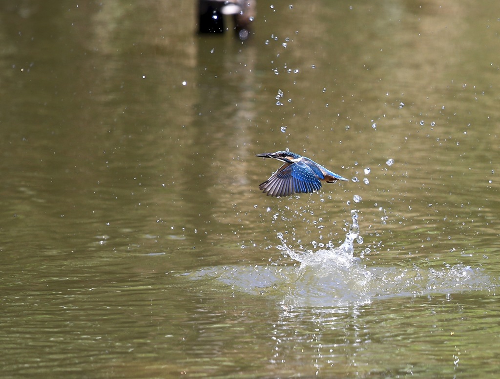 七夕月１４−２