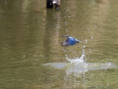 七夕月１４−２