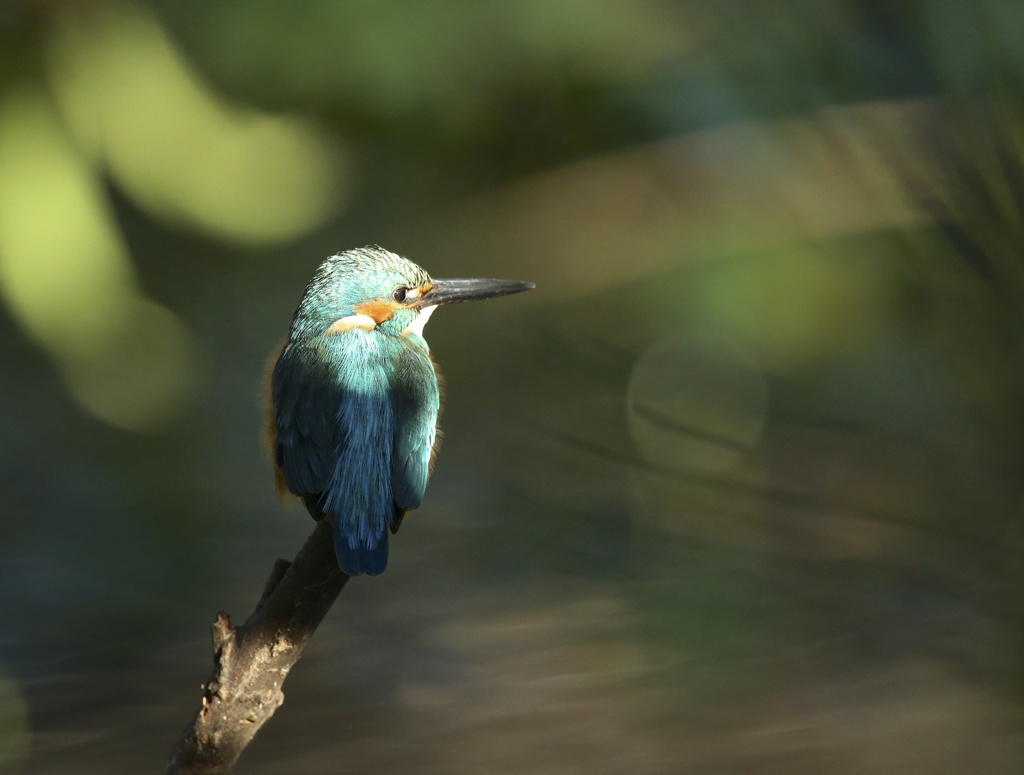 翡翠　七夕月１７