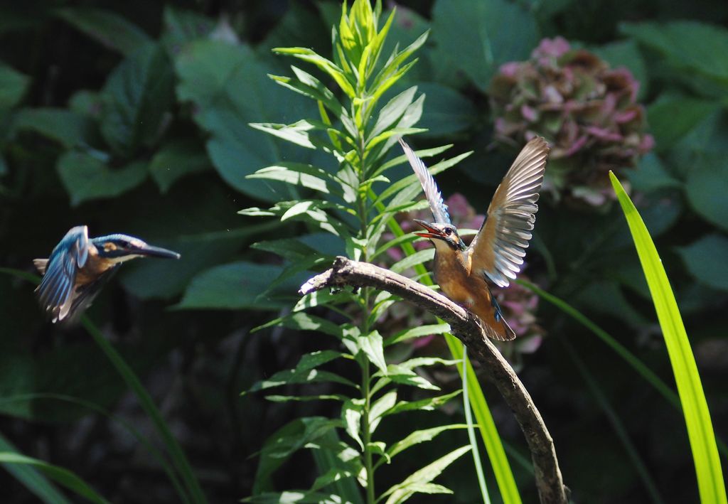 木染月０６−２