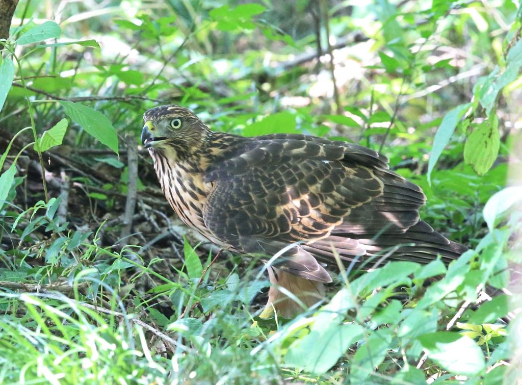 七夕月１９−４