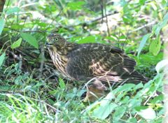 七夕月１９−４