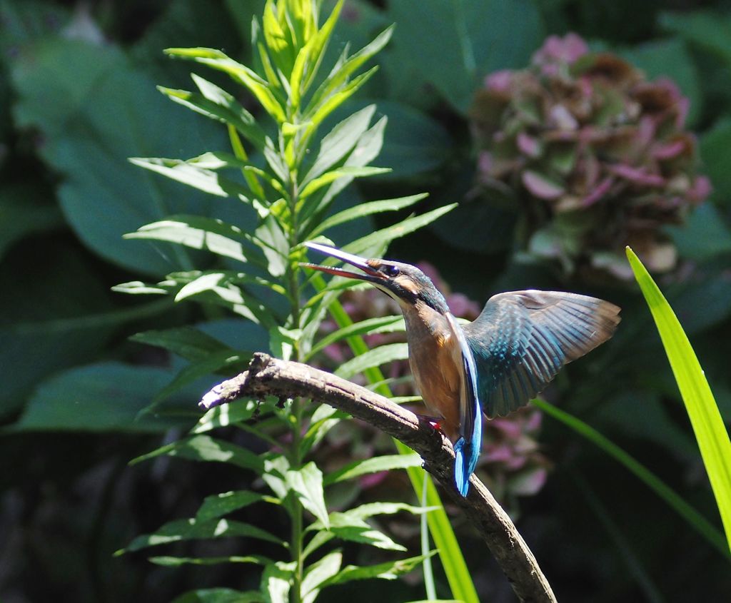 木染月０６ー１