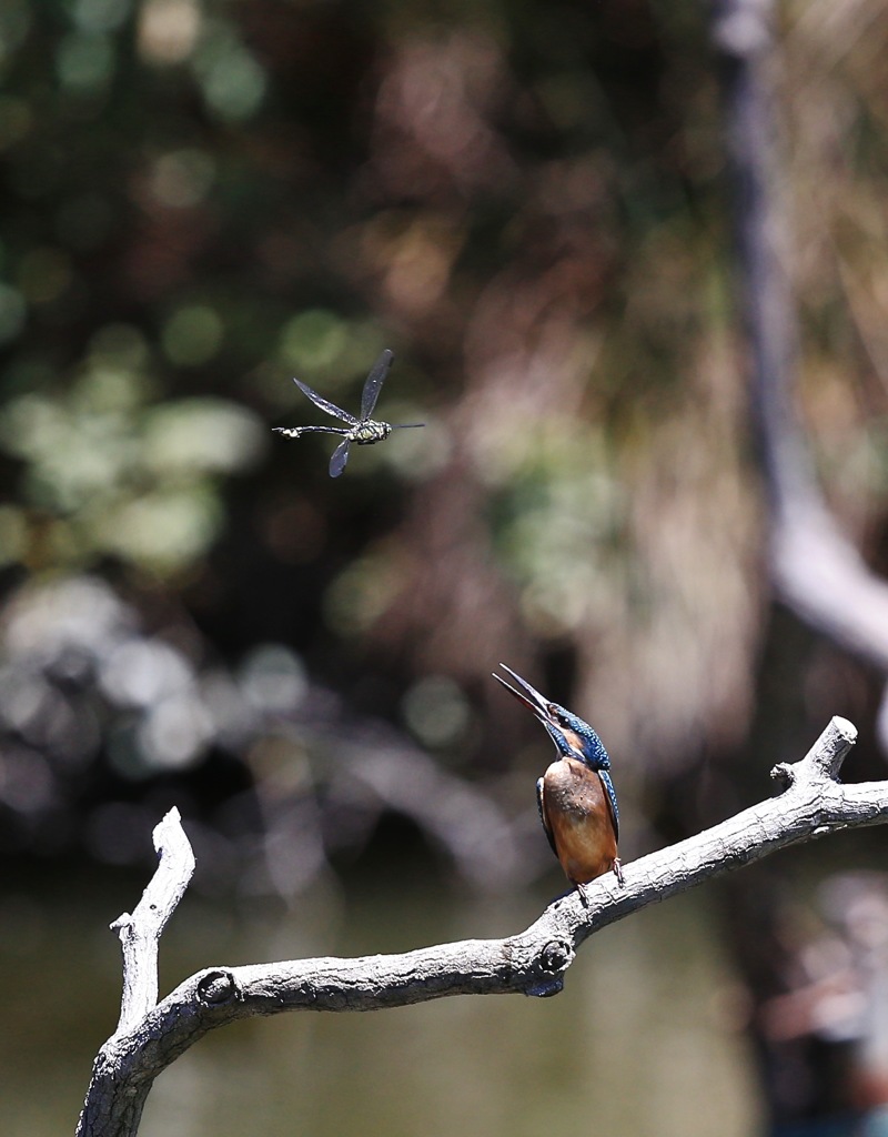 七夕月１４−３