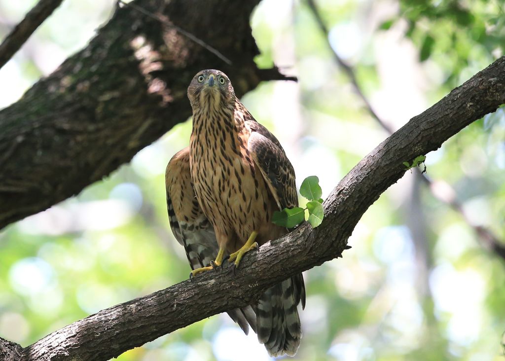 七夕月１９−１