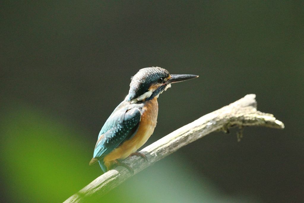 木染月１１−３