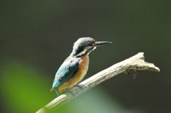 木染月１１−３